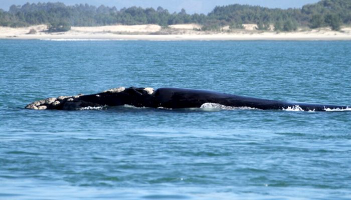 Foto Instituto Australis